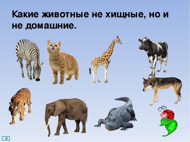 Интерактивная игра "Поиграйка" для детей 6-7 лет