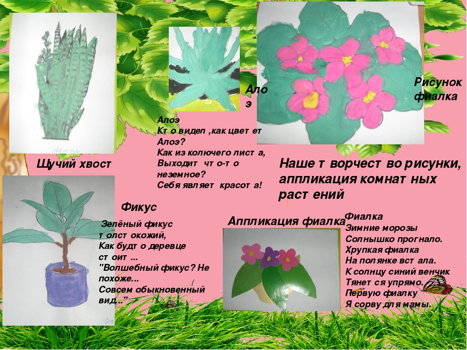 Проект в детском саду комнатные растения