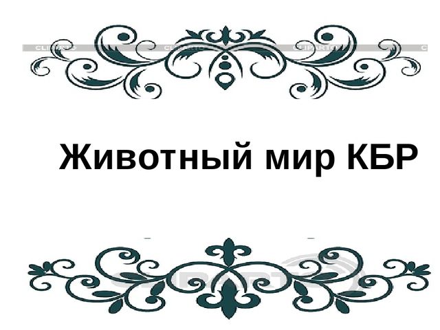 Презентация на тему "Животный мир КБР"