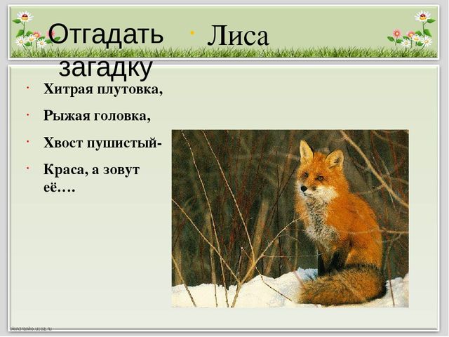 Плутовка значение слова. Загадка про лису. Загадка о лисе. Загадки про животных лиса. Хитрая плутовка рыжая головка хвост пушистый Краса а зовут её.