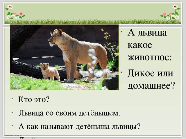Презентация для занятия с будущими первоклассниками "В мире животных"