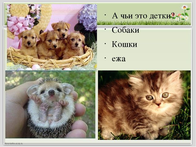 Презентация для занятия с будущими первоклассниками "В мире животных"