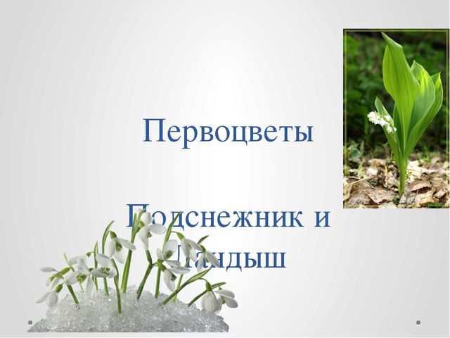 "Первые цветы весною ."