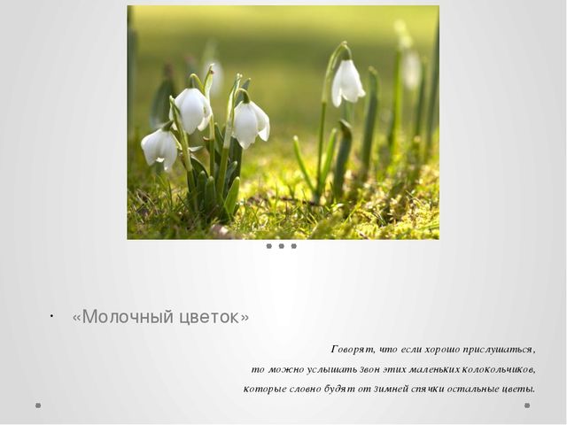 "Первые цветы весною ."