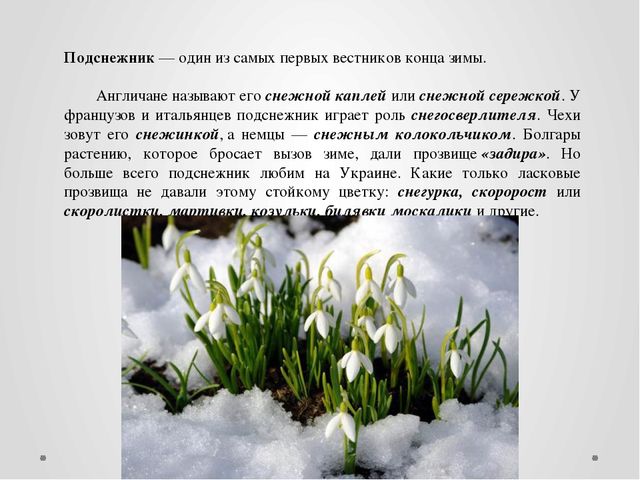 "Первые цветы весною ."