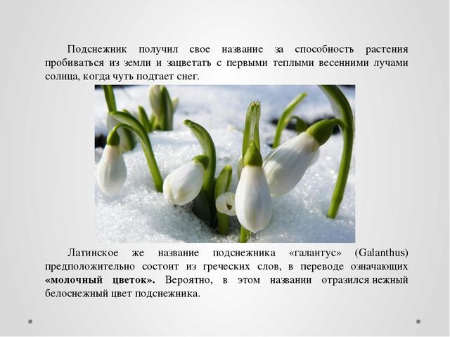 "Первые цветы весною ."