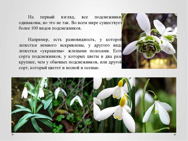 "Первые цветы весною ."