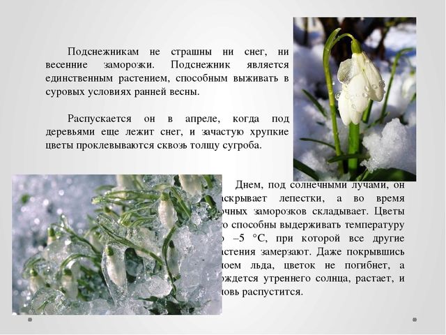 "Первые цветы весною ."