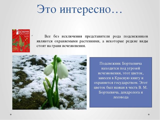 "Первые цветы весною ."