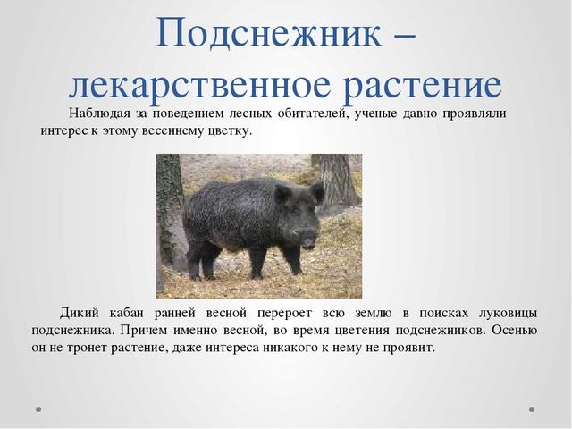 "Первые цветы весною ."