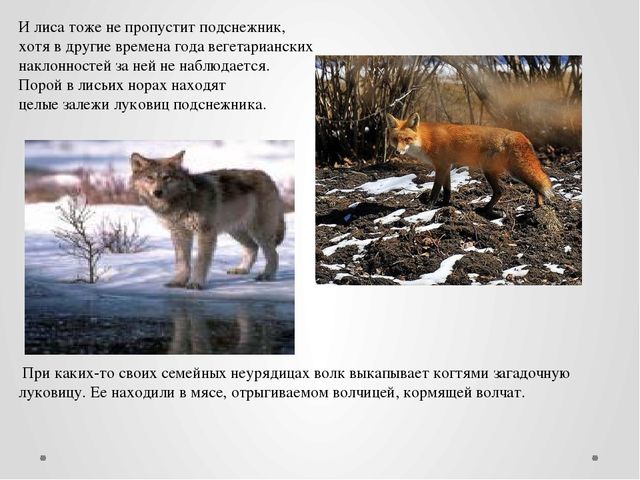 "Первые цветы весною ."