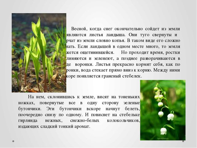 "Первые цветы весною ."