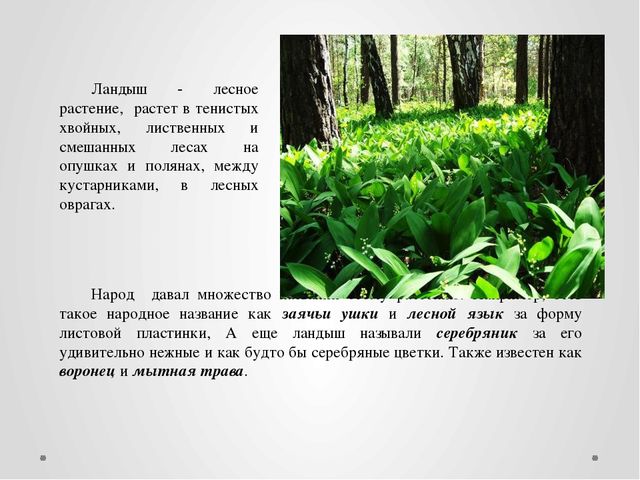 "Первые цветы весною ."