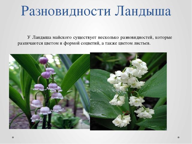 "Первые цветы весною ."
