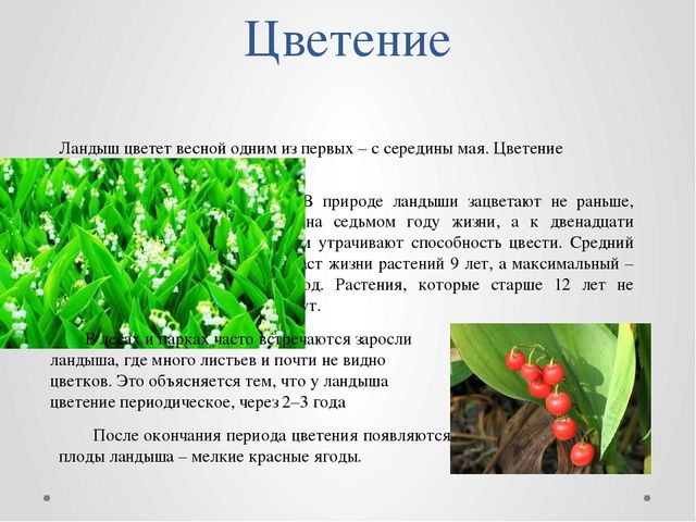 "Первые цветы весною ."