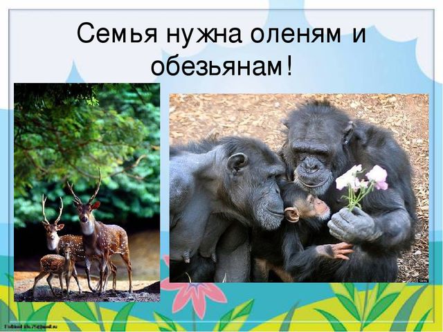 Детский познавательный проект "Доброта в мире животных"