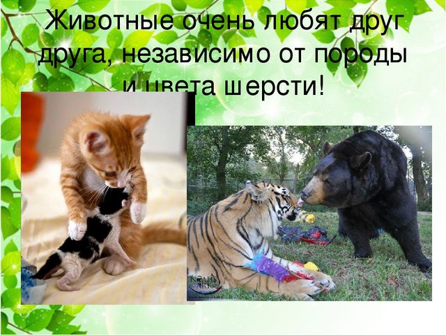 Детский познавательный проект "Доброта в мире животных"