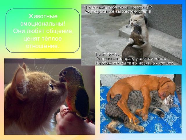 Детский познавательный проект "Доброта в мире животных"