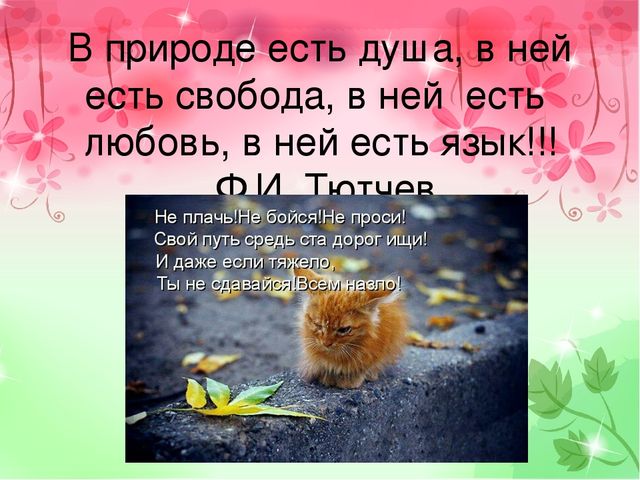Детский познавательный проект "Доброта в мире животных"
