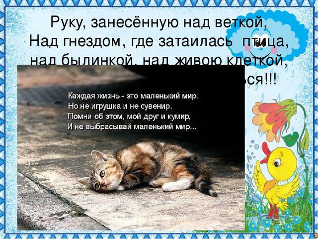 Детский познавательный проект "Доброта в мире животных"
