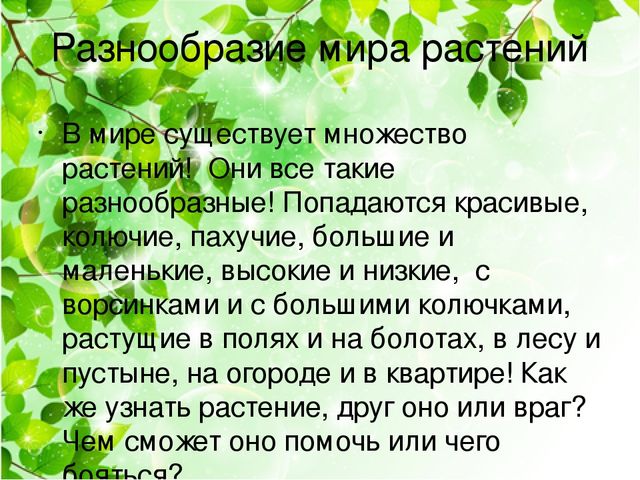 Познавательный проект для детей старшего дошкольного возраста "Целебные растения"