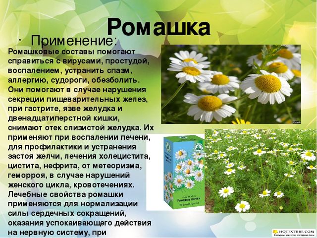 Познавательный проект для детей старшего дошкольного возраста "Целебные растения"