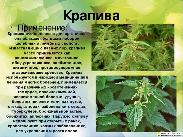 Познавательный проект для детей старшего дошкольного возраста "Целебные растения"