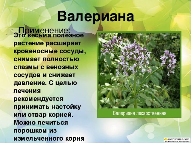 Познавательный проект для детей старшего дошкольного возраста "Целебные растения"