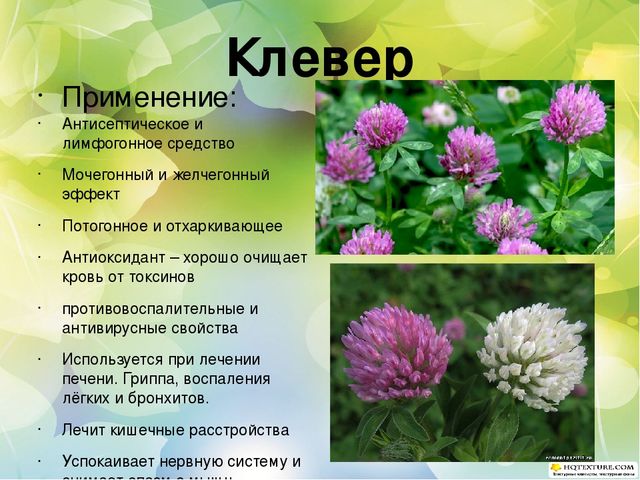 Познавательный проект для детей старшего дошкольного возраста "Целебные растения"