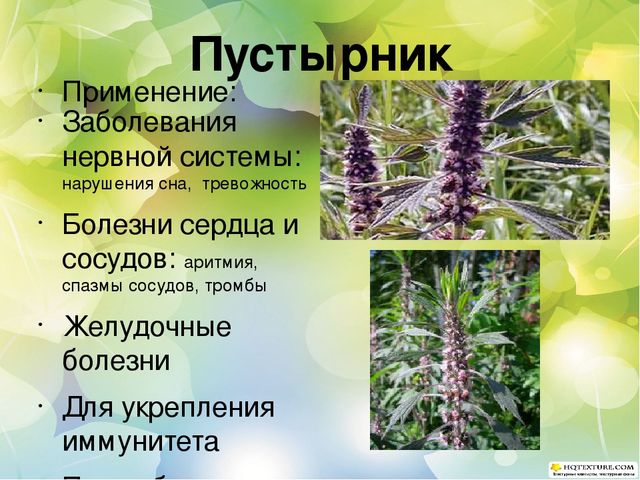 Познавательный проект для детей старшего дошкольного возраста "Целебные растения"