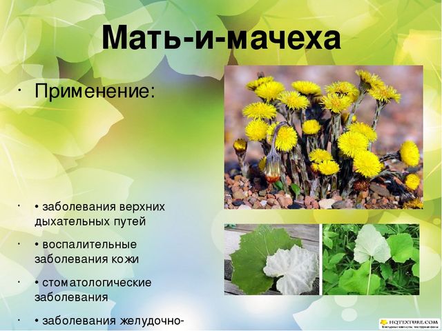 Познавательный проект для детей старшего дошкольного возраста "Целебные растения"