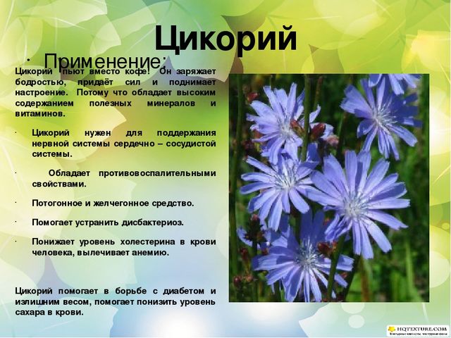 Познавательный проект для детей старшего дошкольного возраста "Целебные растения"