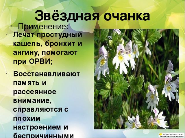 Познавательный проект для детей старшего дошкольного возраста "Целебные растения"
