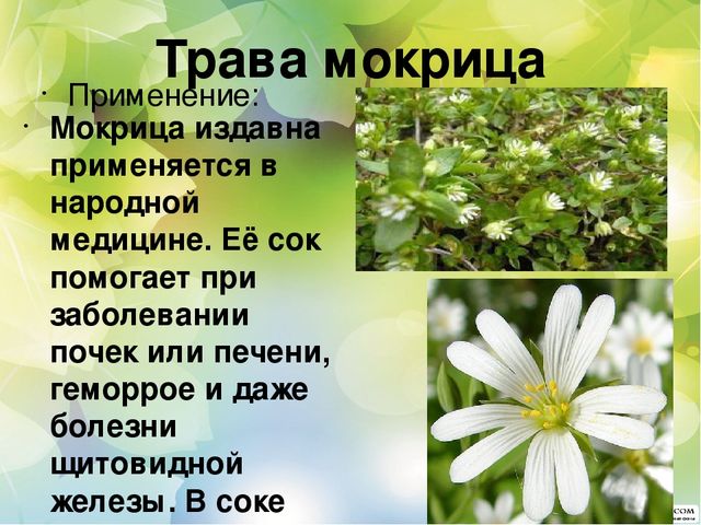Познавательный проект для детей старшего дошкольного возраста "Целебные растения"