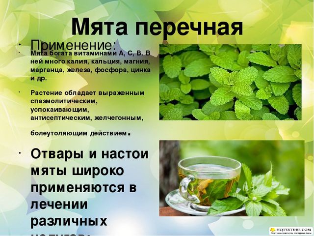 Познавательный проект для детей старшего дошкольного возраста "Целебные растения"