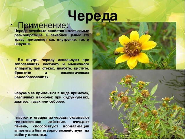 Познавательный проект для детей старшего дошкольного возраста "Целебные растения"