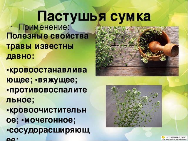 Познавательный проект для детей старшего дошкольного возраста "Целебные растения"