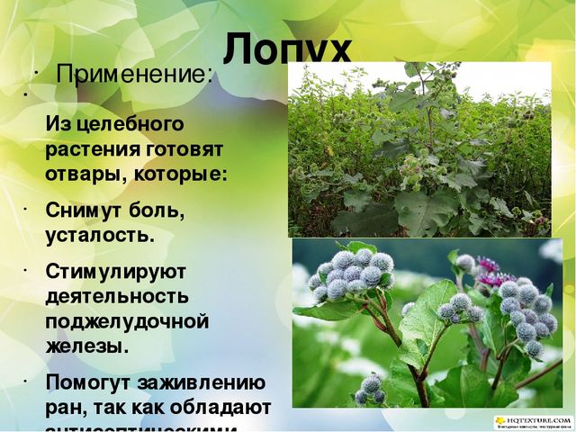 Познавательный проект для детей старшего дошкольного возраста "Целебные растения"