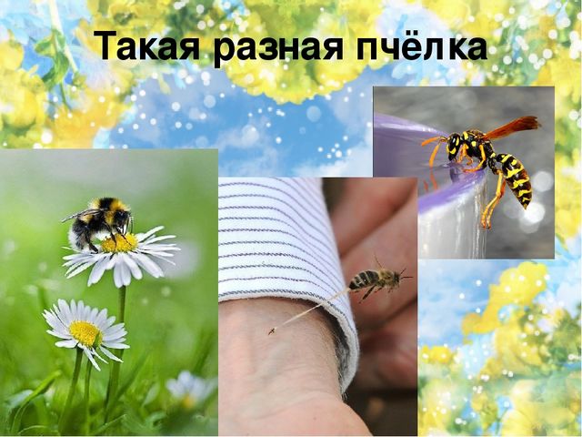Тематический проект для дошкольников "Мир насекомых"