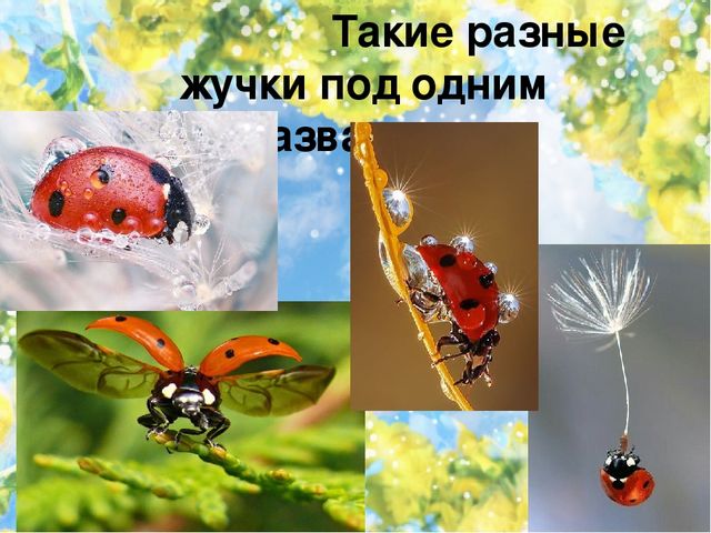 Тематический проект для дошкольников "Мир насекомых"