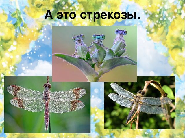 Тематический проект для дошкольников "Мир насекомых"