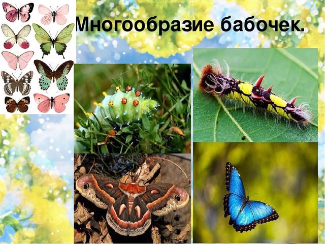Тематический проект для дошкольников "Мир насекомых"