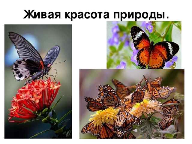 Тематический проект для дошкольников "Мир насекомых"