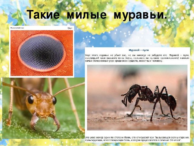 Тематический проект для дошкольников "Мир насекомых"