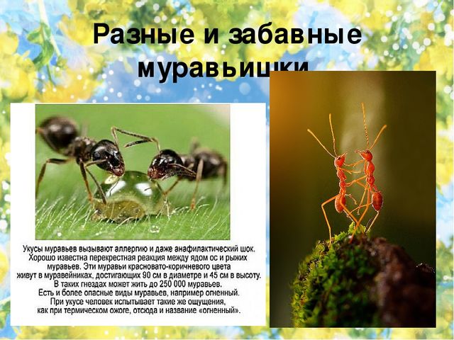 Тематический проект для дошкольников "Мир насекомых"