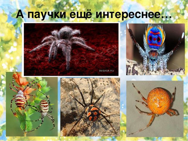 Тематический проект для дошкольников "Мир насекомых"