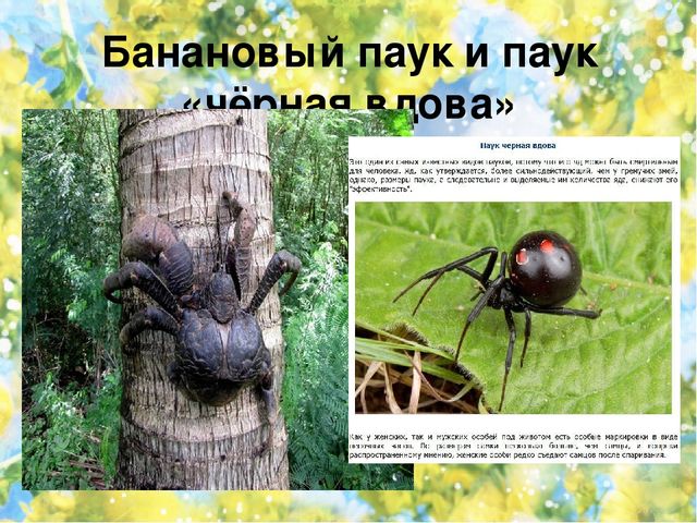 Тематический проект для дошкольников "Мир насекомых"