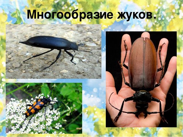 Тематический проект для дошкольников "Мир насекомых"