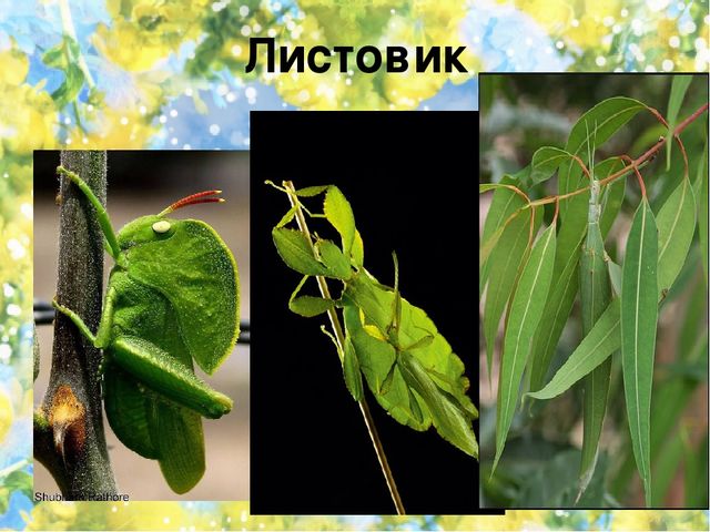 Тематический проект для дошкольников "Мир насекомых"