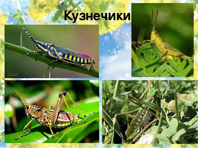 Тематический проект для дошкольников "Мир насекомых"